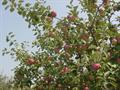Malus pumila